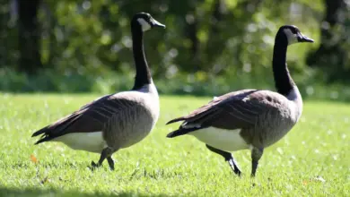 Geese on the Grass Looking Food