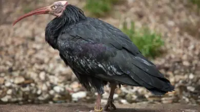Image of Northern bald ibis or Geronticus