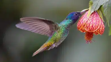 Golden-tailed Sapphire Hummingbirds Hovering In Air To Get Drink