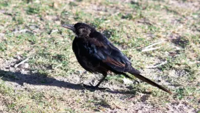 A Great-tailed Grackle stands on the top of a grass field.