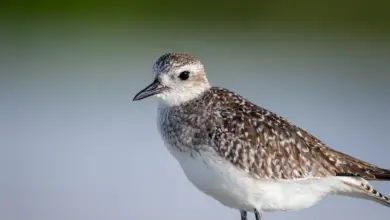 The Greater Sand Plover