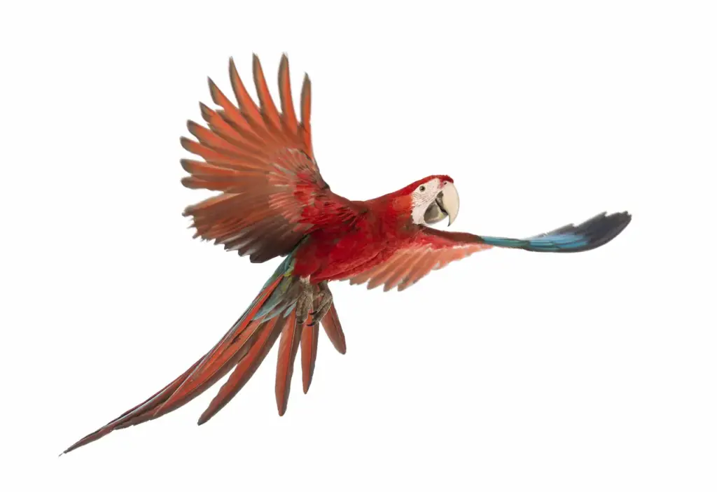 Green-Winged Macaw Flying
