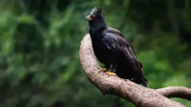 Black Hawk Eagle Perched on Tree Hawk Eagles
