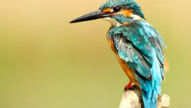 Blue Kingfisher How Do Birds Regulate Body Temperature