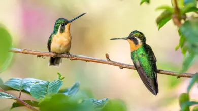 Two Hummingbirds perching on a tree branch.
