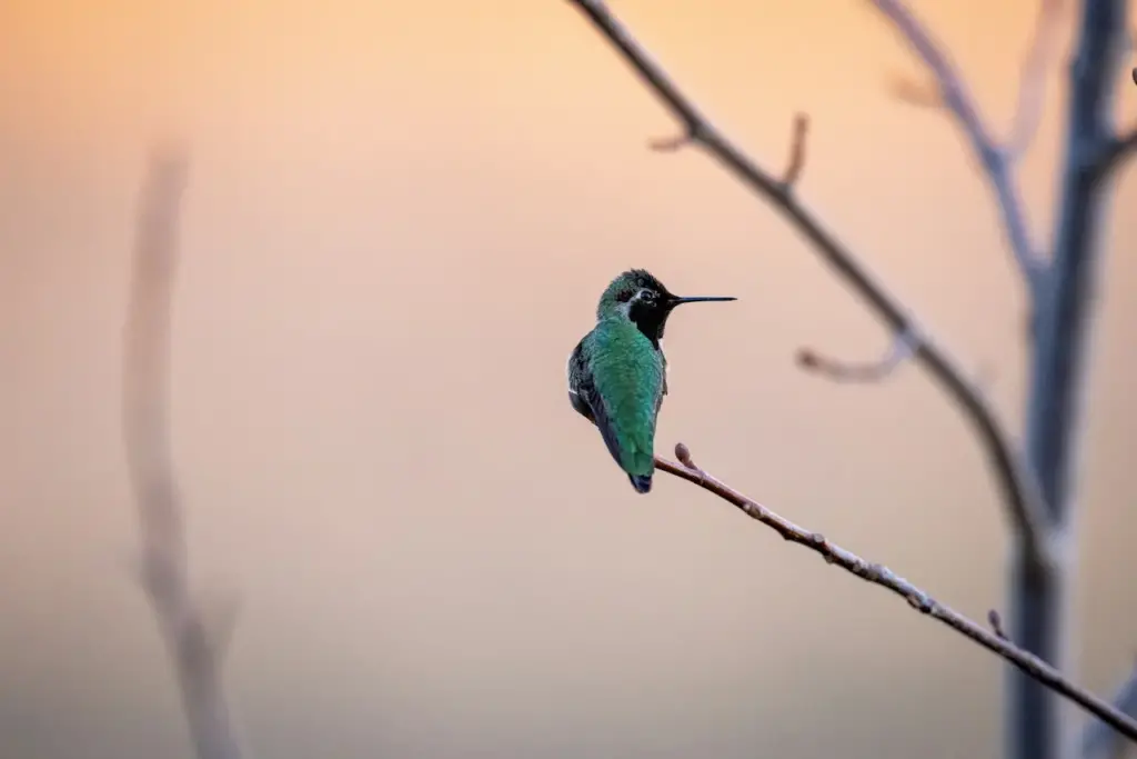 Hummingbird Sitting On Branch