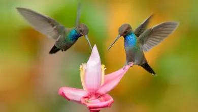 Hummingbirds on a Flower