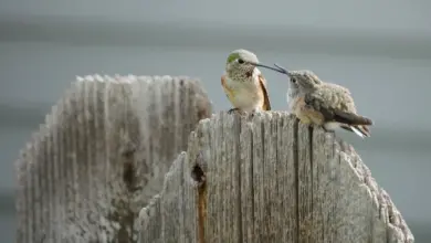 Hummingbirds found in Kansas Perched on The Fence