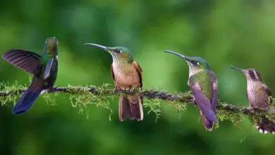 A group of hummingbirds perched on a small tree branch together.
