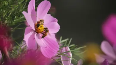 Bees in Pink Flower Insect Ecology