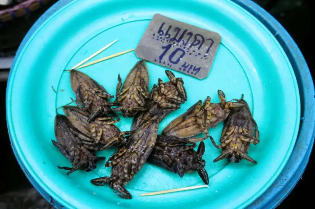 Insects As Food Giant Water Bugs (Maeng Da)