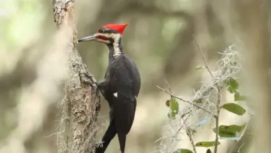Ivory-billed Woodpecker Perched In A Tree