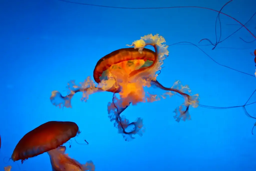 Jellyfish (Scyphozoa) Close Up