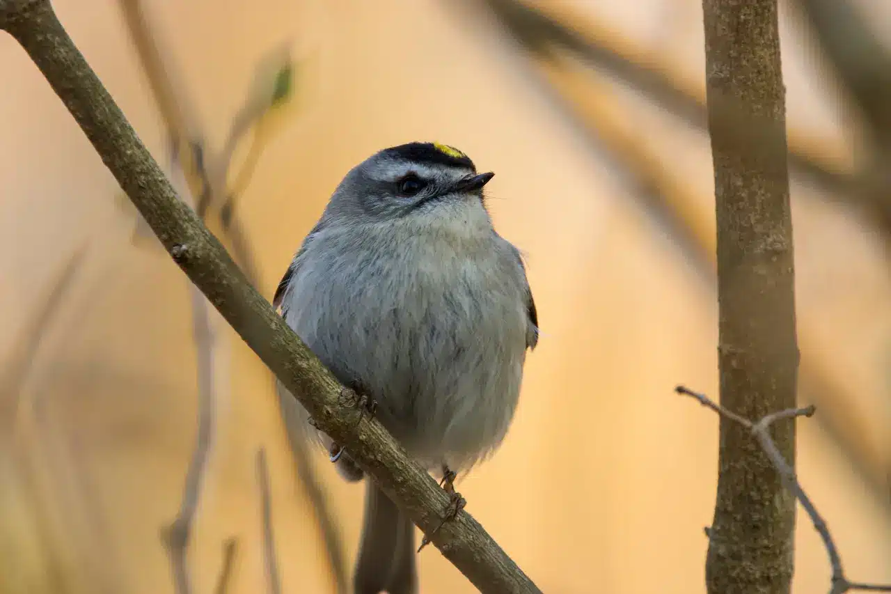 A Kinglet Perching In The Tree