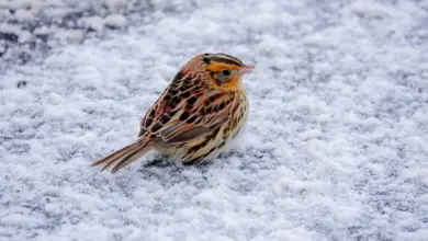 Le Conte's Sparrow On The Snow Ground