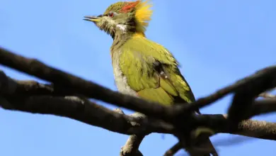 A Lesser Yellownape Perched On Tree