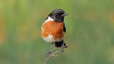 List of Birds Found in Madagascar