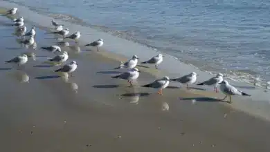 Flock of Little Gulls On Beach