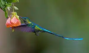 The Long-tailed Sylph Hummingbird Is Eating