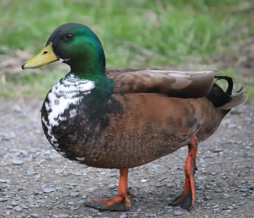 Mallard Duck Walking Close Up
