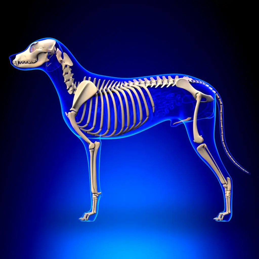 Mammal Skeleton 101 Dog Skeleton