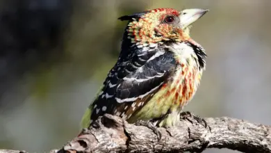 The Miombo Barbets Perched On A Branch