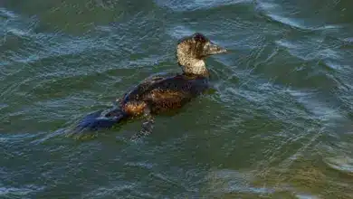 Musk Duck (Biziura lobata) Swimming