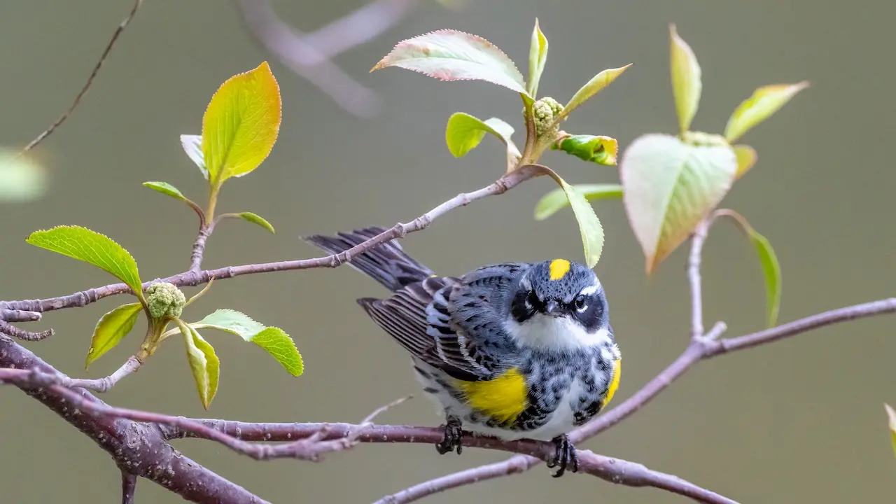 The Myrtle Warblers Sitting In The Thorn Of A Tree