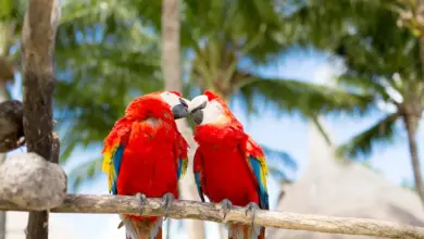 Two Parrots Perched on a Wood