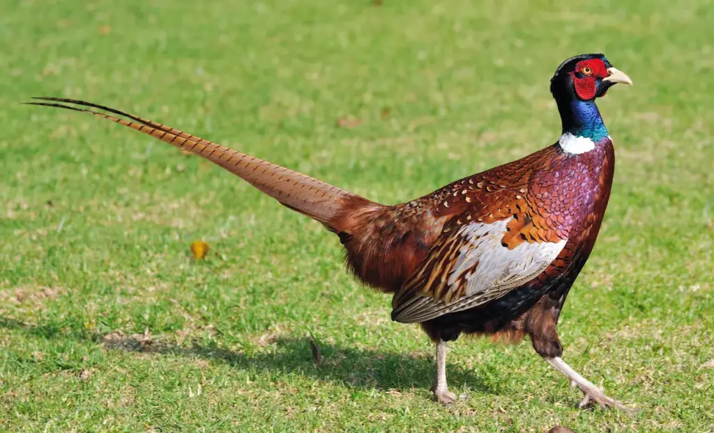 Pheasant Walking on the Grass 