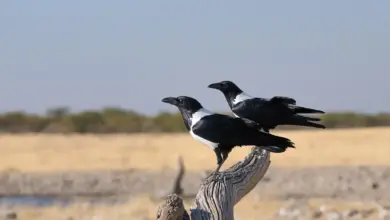 Two Pied Crows Perched on a Woods