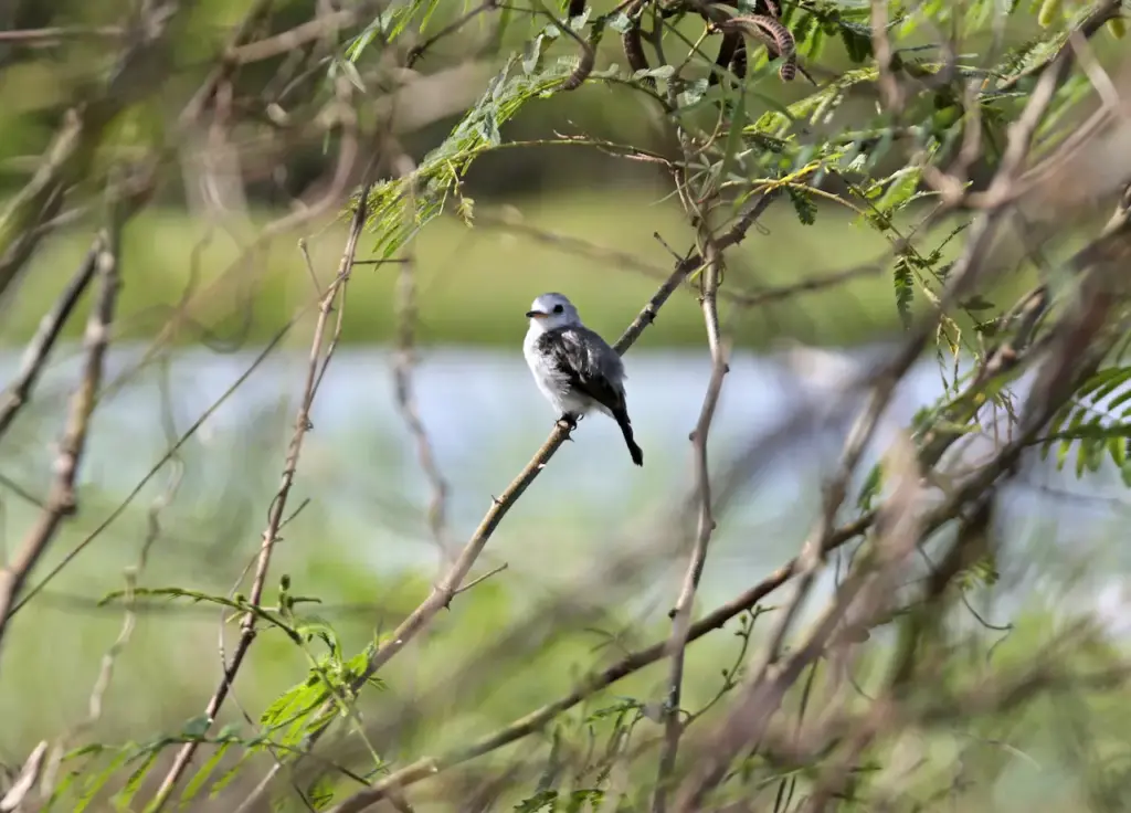 Pied Water Tyrants (Fluvicola pica) Sitting In A Tree