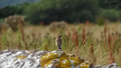 The Pied Wheatears Resting In A Rock