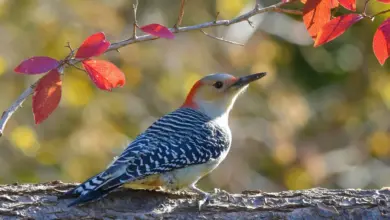 The Red-bellied Woodpecker Perched In A Tree