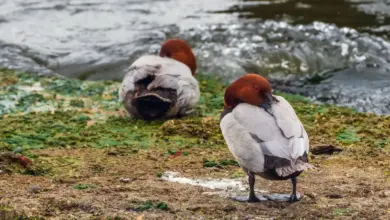 Two Redhead Ducks near the water Surface