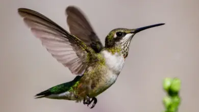 The Ruby-throated Hummingbirds Is On Flight