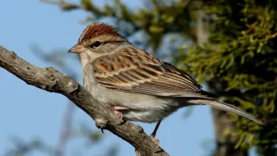 Rufous-winged Sparrows Perched On A Tree Branch