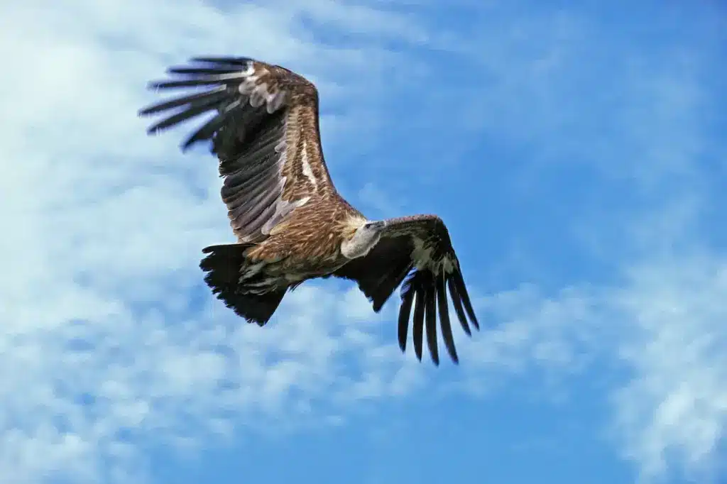 Rüppell's Vulture Flying 
