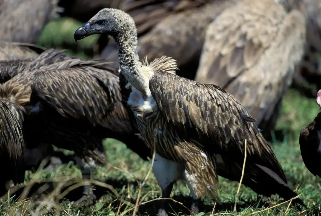 Closeup Image of Rüppell's Vultures