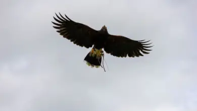 Sanford's Sea-eagle Flying