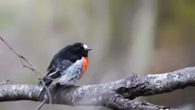 Scarlet Robins Perched on Tree Branch