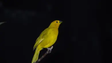 Scottish Canary Perched On A Branch
