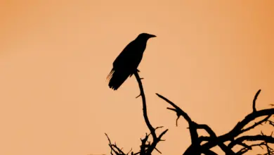 Sinaloan Crow