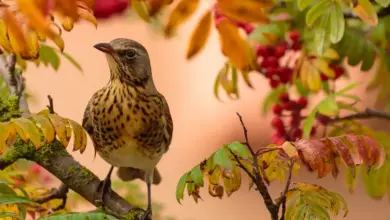 A Song Thrush perched on a tree.