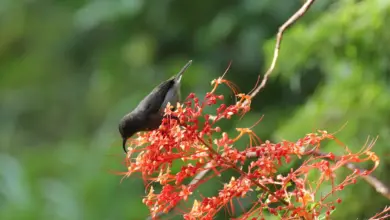 Souimanga Sunbirds Perched on a Flower