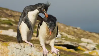 Southern Rockhopper Penguins on a Rocks