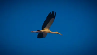 An Openbill Stork Of Sri Lanka