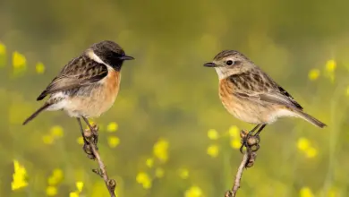 Two Stonechats Perched on Tiny Branch