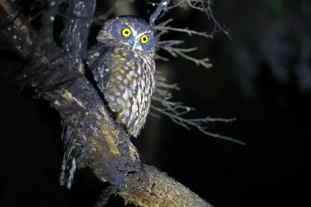 The Morepork Owl (Ninox novaeseelandiae) Of New Zealand