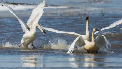 A Tundra Swans Leaping On The Water